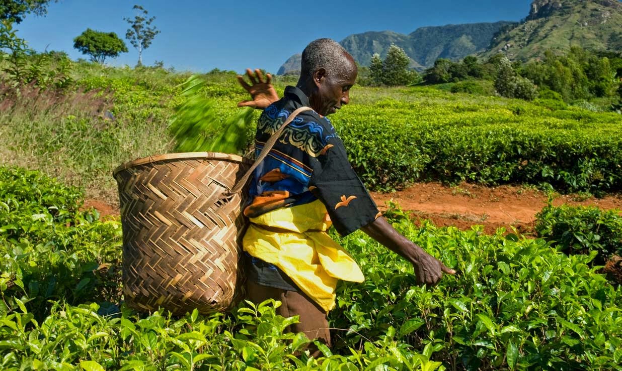非洲茶農採茶維生，卻受不公平貿易制度影響，辛勤耕作但活在貧窮之中。