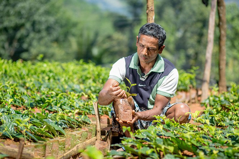 斯里蘭卡小農種植有機茶苗發放給其他農民，並提供培訓，改善了整個社區村民的生計。