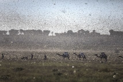 New swarms of locusts threaten to increase hunger in East Africa reeling from floods and coronavirus (只有英文) - 图像