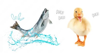 DuckFish Alliance