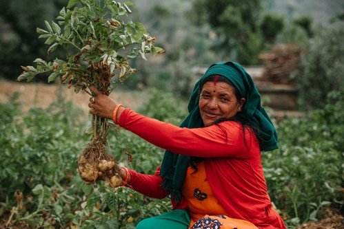 氣候變化影響尼泊爾山區小農的生計，樂施會建議當地村民改種一些用水較少及易於儲存的農作物。圖片中的Haru改種了本地品種的馬鈴薯，並改良了種植方法，隨後的產量有所增加。 