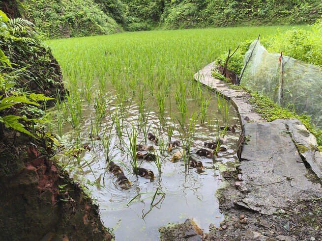 Guizhou