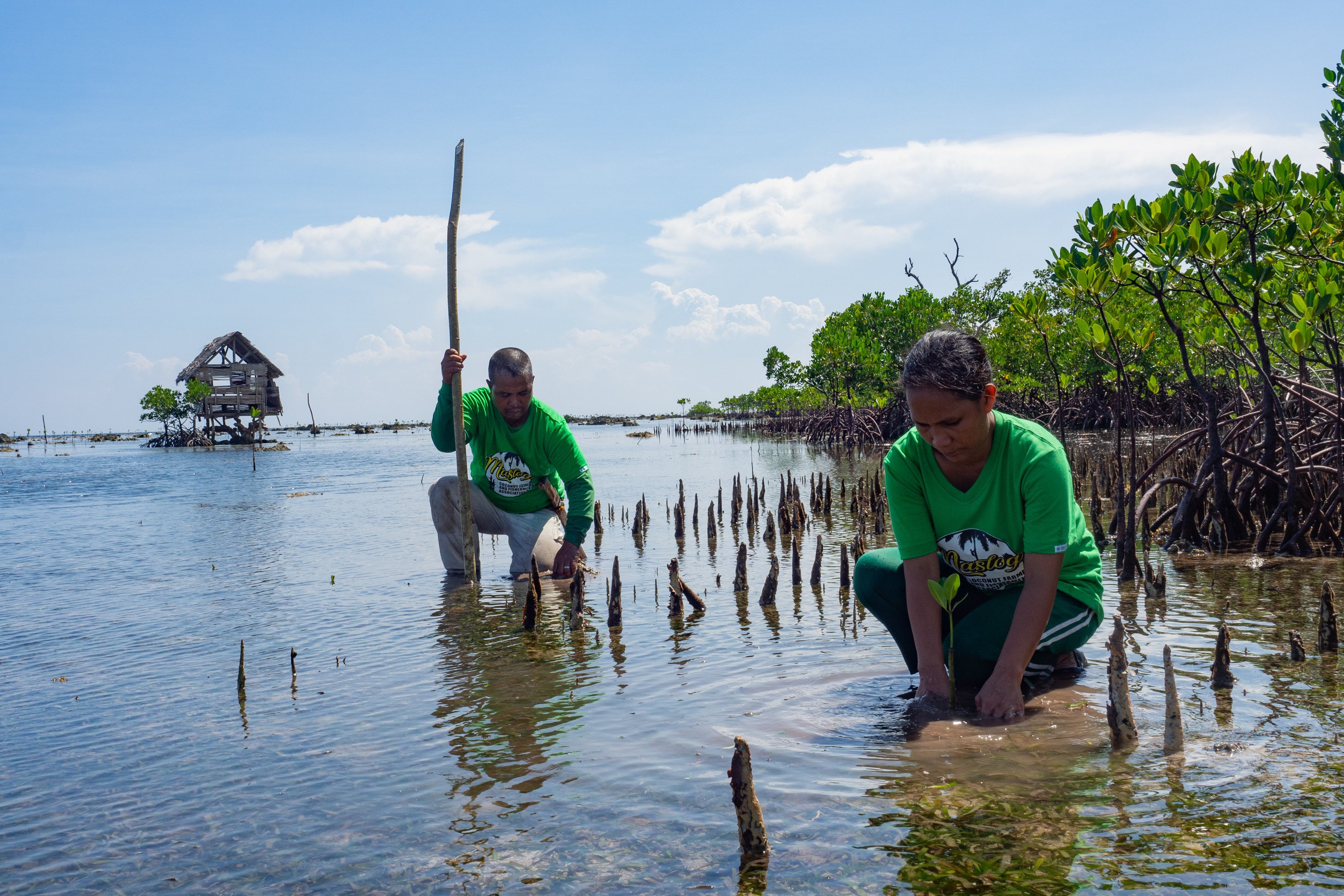 In Vietnam and the Philippines, mangroves are planted as a buffer to storm surges.