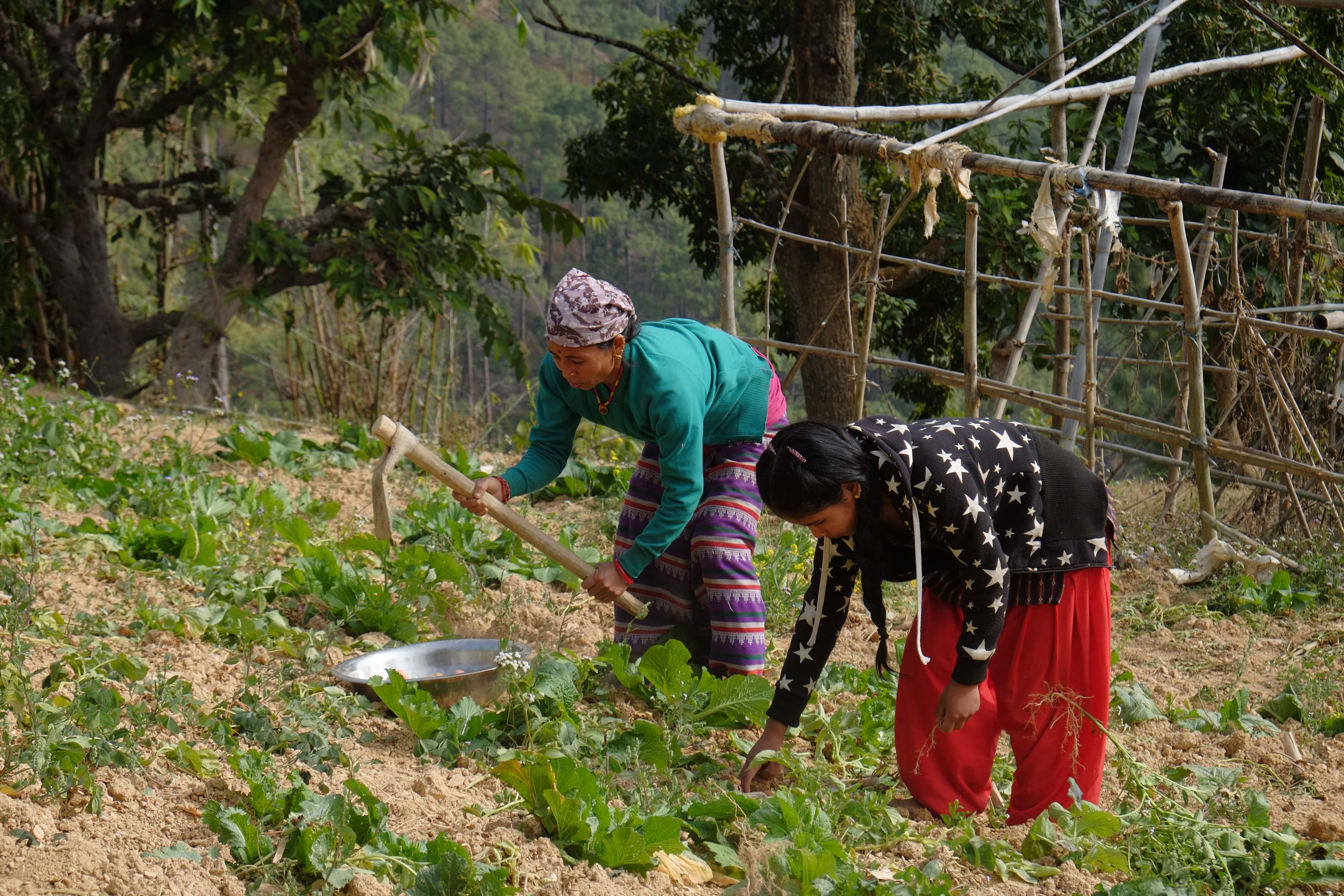 Oxfam has livelihood projects in various parts of Nepal that aim to empower women to learn agricultural techniques to adapt to climate change. (Photo: Wingo Chan / Oxfam)