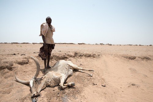 气候变化加剧了厄尔尼诺现象，令埃塞俄比亚的索马里地区连续多年出现严重旱情，牧民缺水缺粮，赖以为生的牲畜，不是濒死就是已经死亡。乐施会自2011年起在当地协助农户及牧民解决水荒、发展生计、加强防灾意识及自救能力。（照片︰潘蔚能 / 乐施会义务摄影师）